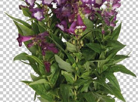 Dračík 'Pep Talk Purple' - Penstemon hartwegii 'Pep Talk Purple'