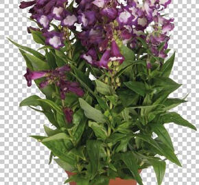 Dračík 'Pep Talk Purple'