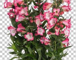 Dračík 'Pep Talk Hot Pink' - Penstemon hartwegii 'Pep Talk Hot Pink'