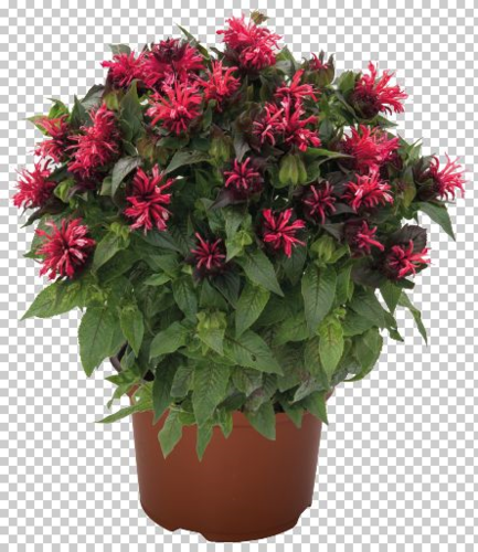 Zavinutka podvojná 'Pocahontas Red Rose' - Monarda didyma 'Pocahontas Red Rose'