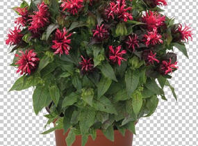 Zavinutka podvojná 'Pocahontas Red Rose' - Monarda didyma 'Pocahontas Red Rose'