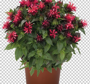 Zavinutka podvojná 'Pocahontas Red Rose' - Monarda didyma 'Pocahontas Red Rose'