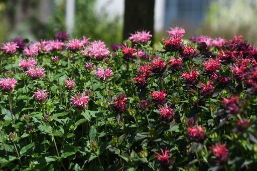 Zavinutka podvojná 'Pocahontas Red Rose' - Monarda didyma 'Pocahontas Red Rose'