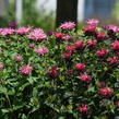 Zavinutka podvojná 'Pocahontas Red Rose' - Monarda didyma 'Pocahontas Red Rose'