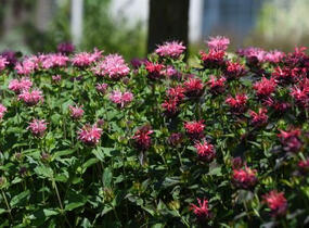 Zavinutka podvojná 'Pocahontas Red Rose' - Monarda didyma 'Pocahontas Red Rose'