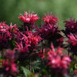 Zavinutka podvojná 'Pocahontas Red Rose' - Monarda didyma 'Pocahontas Red Rose'