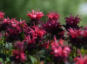 Zavinutka podvojná 'Pocahontas Red Rose' - Monarda didyma 'Pocahontas Red Rose'