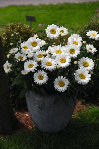 Kopretina velkokvětá 'Sweet Daisy Jane' - Leucanthemum x superbum 'Sweet Daisy Jane'