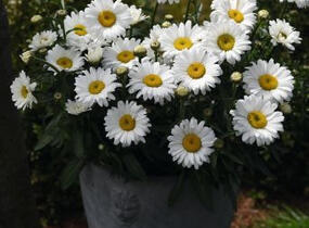 Kopretina velkokvětá 'Sweet Daisy Jane' - Leucanthemum x superbum 'Sweet Daisy Jane'