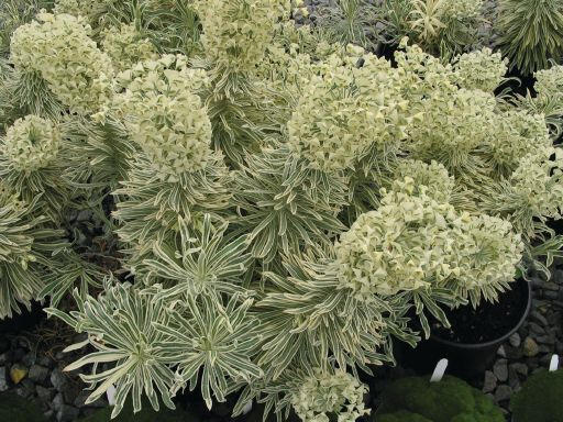 Pryšec hnědokvětý 'Tasmanian Tiger' - Euphorbia characias 'Tasmanian Tiger'