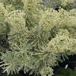 Pryšec hnědokvětý 'Tasmanian Tiger' - Euphorbia characias 'Tasmanian Tiger'