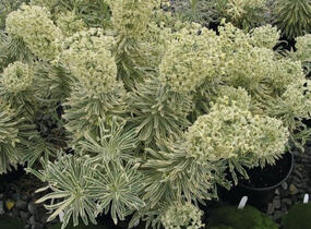 Pryšec hnědokvětý 'Tasmanian Tiger' - Euphorbia characias 'Tasmanian Tiger'