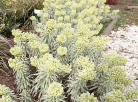 Pryšec hnědokvětý 'Tasmanian Tiger' - Euphorbia characias 'Tasmanian Tiger'