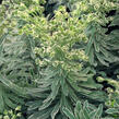 Pryšec 'Glacier Blue' - Euphorbia 'Glacier Blue'