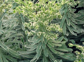 Pryšec 'Glacier Blue' - Euphorbia 'Glacier Blue'