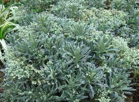 Pryšec 'Glacier Blue' - Euphorbia 'Glacier Blue'