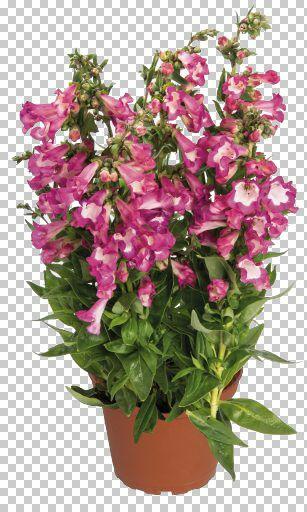 Dračík 'Pep Talk Cerise' - Penstemon hartwegii 'Pep Talk Cerise'