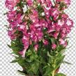 Dračík 'Pep Talk Cerise' - Penstemon hartwegii 'Pep Talk Cerise'