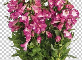 Dračík 'Pep Talk Cerise' - Penstemon hartwegii 'Pep Talk Cerise'