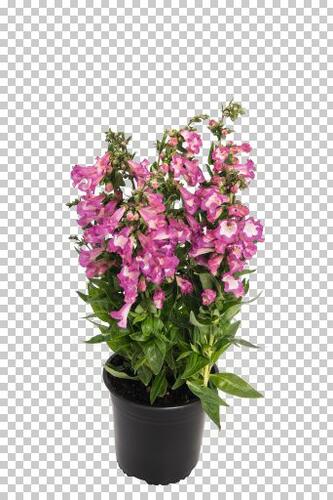 Dračík 'Pep Talk Cerise' - Penstemon hartwegii 'Pep Talk Cerise'