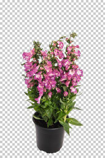 Dračík 'Pep Talk Cerise' - Penstemon hartwegii 'Pep Talk Cerise'