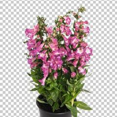 Dračík 'Pep Talk Cerise' - Penstemon hartwegii 'Pep Talk Cerise'