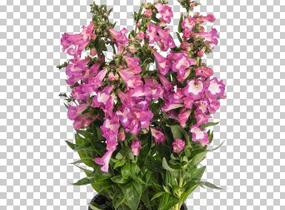 Dračík 'Pep Talk Cerise' - Penstemon hartwegii 'Pep Talk Cerise'
