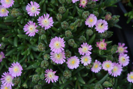 Kosmatec 'Jewel of Desert Rosenquartz‘ - Delosperma hybrida 'Jewel of Desert Rosenquartz'