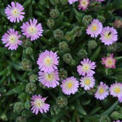 Kosmatec 'Jewel of Desert Rosenquartz‘ - Delosperma hybrida 'Jewel of Desert Rosenquartz'