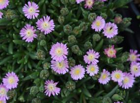 Kosmatec 'Jewel of Desert Rosenquartz‘ - Delosperma hybrida 'Jewel of Desert Rosenquartz'