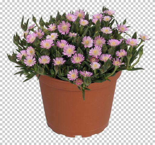 Kosmatec 'Jewel of Desert Rosenquartz‘ - Delosperma hybrida 'Jewel of Desert Rosenquartz'