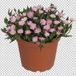 Kosmatec 'Jewel of Desert Rosenquartz‘ - Delosperma hybrida 'Jewel of Desert Rosenquartz'