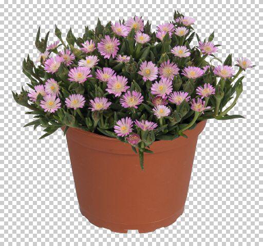 Kosmatec 'Jewel of Desert Rosenquartz‘ - Delosperma hybrida 'Jewel of Desert Rosenquartz'