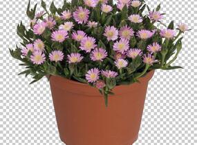 Kosmatec 'Jewel of Desert Rosenquartz‘ - Delosperma hybrida 'Jewel of Desert Rosenquartz'