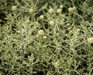 Drátovec, krásnohlávek