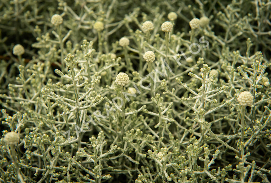 Drátovec, krásnohlávek - Calocephalus brownii