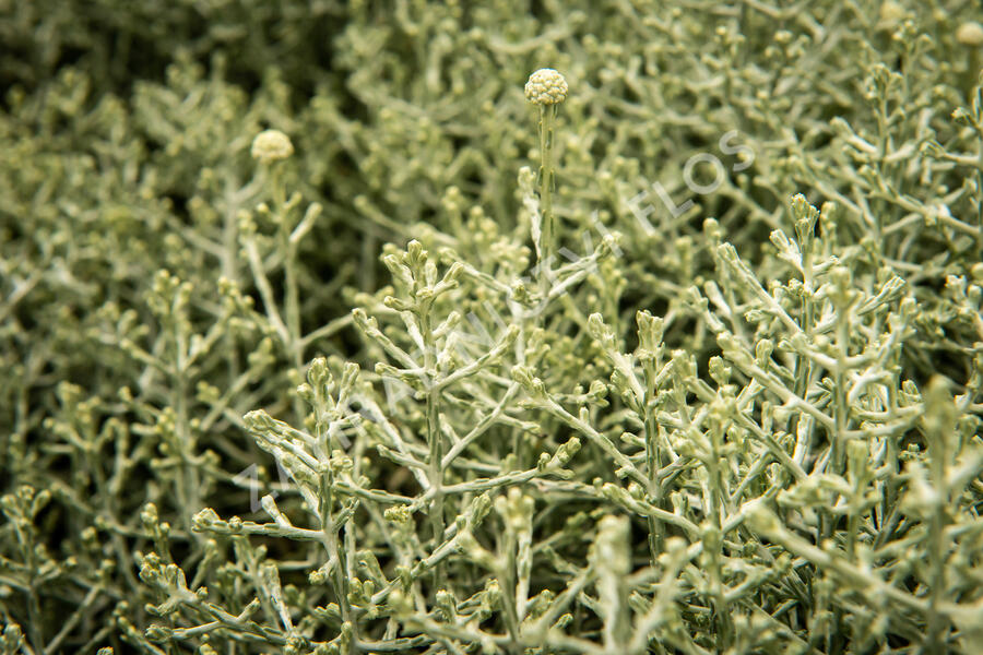 Drátovec, krásnohlávek - Calocephalus brownii