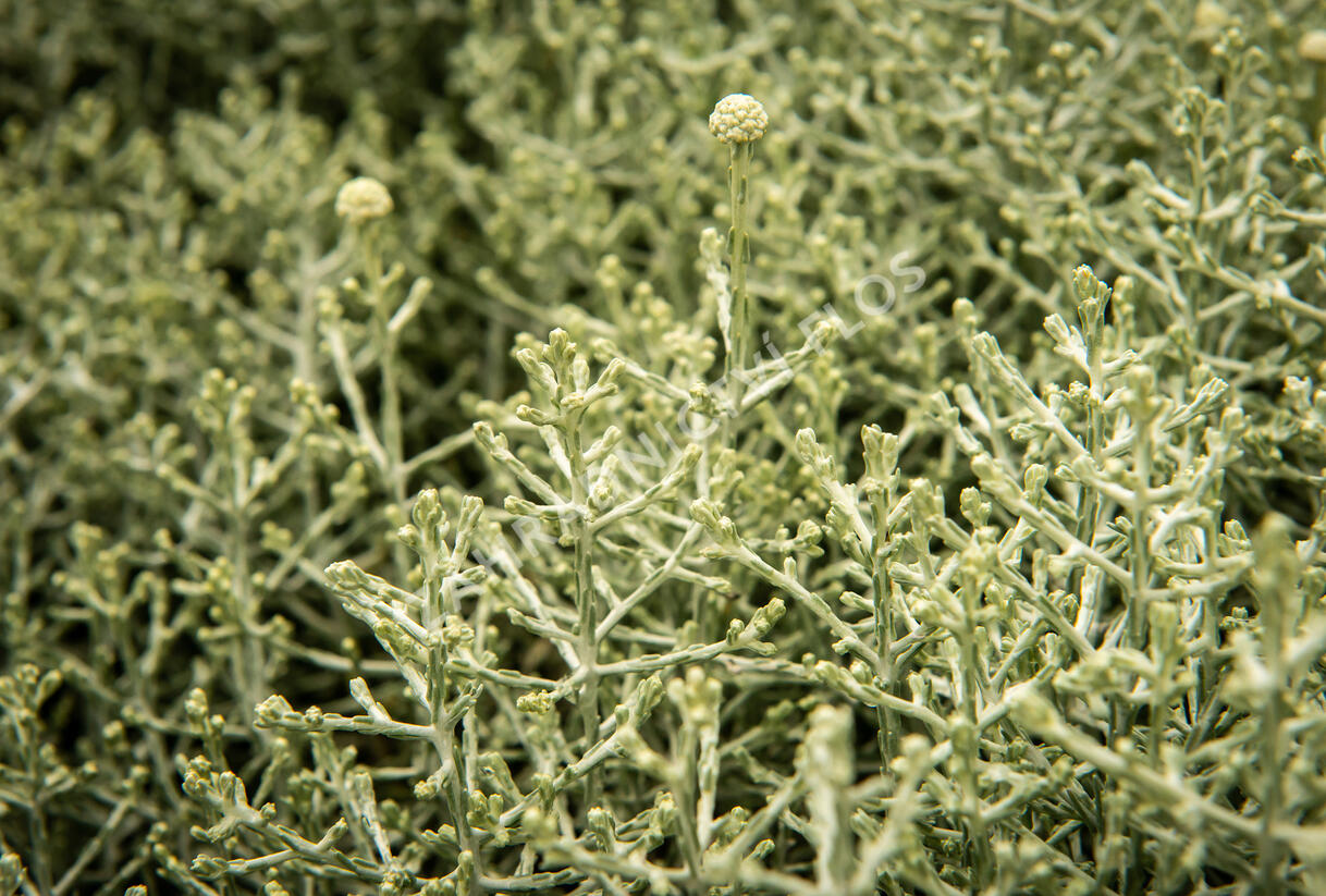 Drátovec, krásnohlávek - Calocephalus brownii