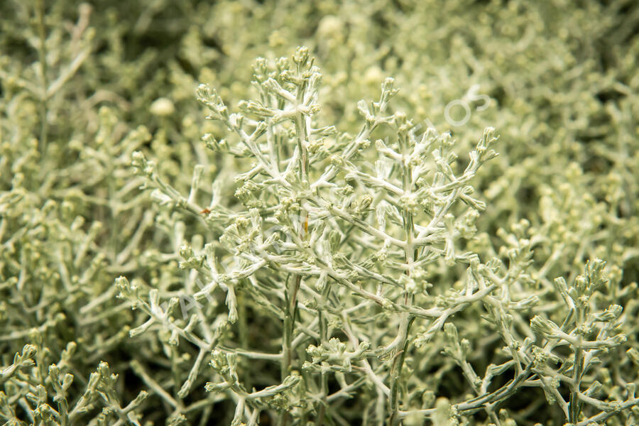 Drátovec, krásnohlávek - Calocephalus brownii