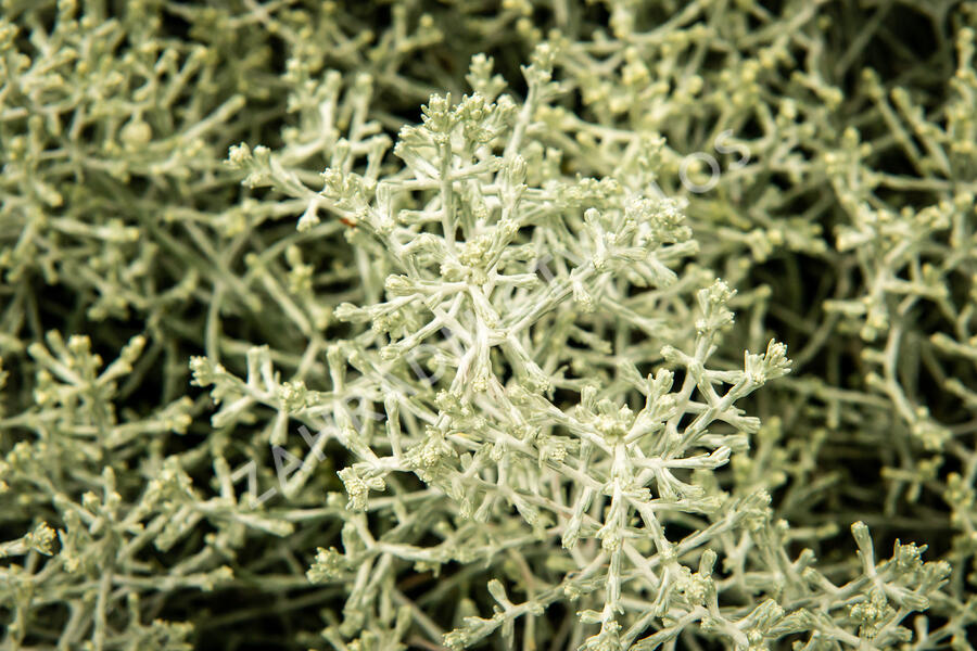 Drátovec, krásnohlávek - Calocephalus brownii