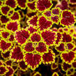 Pochvatec, Pokojová kopřiva 'Great Falls Alamare' - Coleus blumei 'Great Falls Alamare'