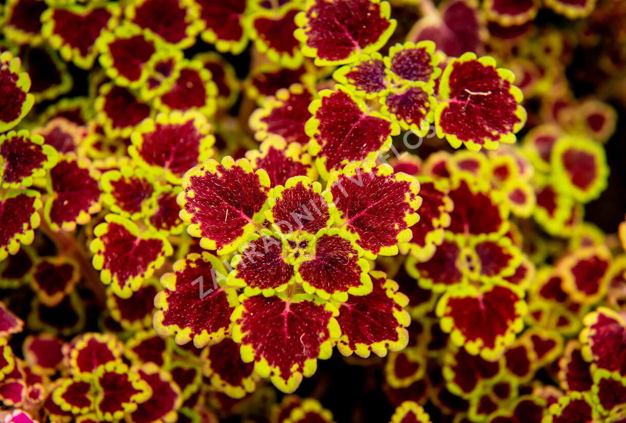Pochvatec, Pokojová kopřiva 'Great Falls Alamare' - Coleus blumei 'Great Falls Alamare'