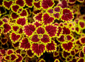 Pochvatec, Pokojová kopřiva 'Great Falls Alamare' - Coleus blumei 'Great Falls Alamare'