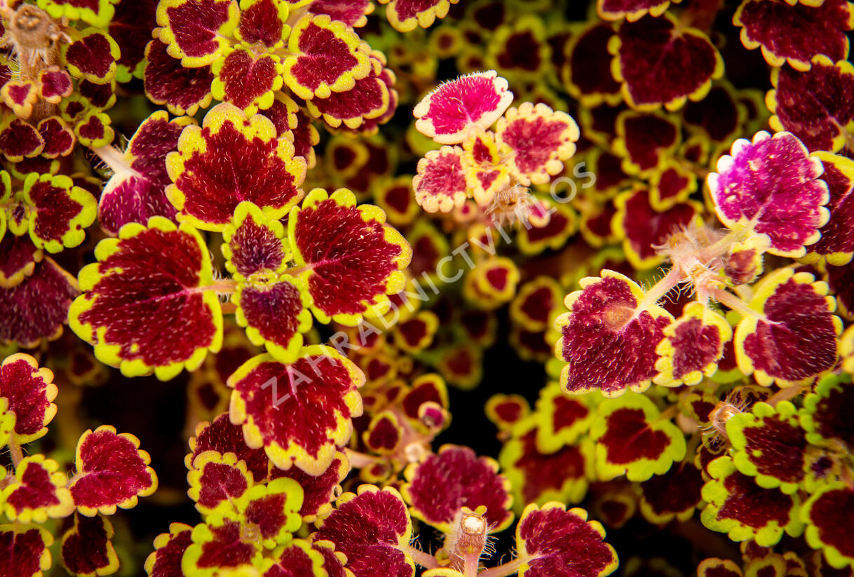 Pochvatec, Pokojová kopřiva 'Great Falls Alamare' - Coleus blumei 'Great Falls Alamare'