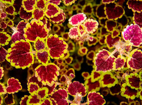 Pochvatec, Pokojová kopřiva 'Great Falls Alamare' - Coleus blumei 'Great Falls Alamare'