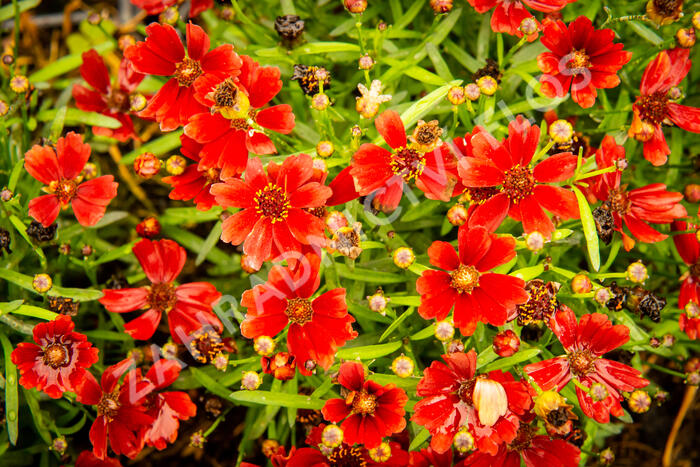 Krásnoočko 'Cherry Pie' - Coreopsis basalis 'Cherry Pie'