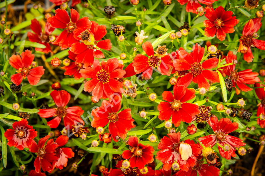 Krásnoočko 'Cherry Pie' - Coreopsis basalis 'Cherry Pie'