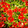 Krásnoočko 'Cherry Pie' - Coreopsis basalis 'Cherry Pie'