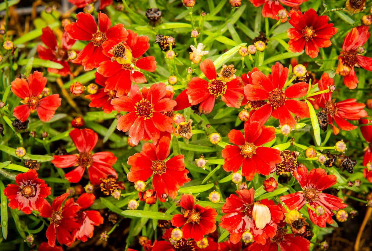 Krásnoočko 'Cherry Pie' - Coreopsis basalis 'Cherry Pie'