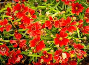 Krásnoočko 'Cherry Pie' - Coreopsis basalis 'Cherry Pie'